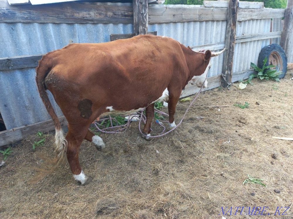 Cow, fat.  - photo 1