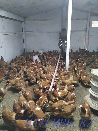 Laying hens Lohman Brown Qaskeleng - photo 2