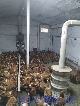 Laying hens Lohman Brown Qaskeleng - photo 3