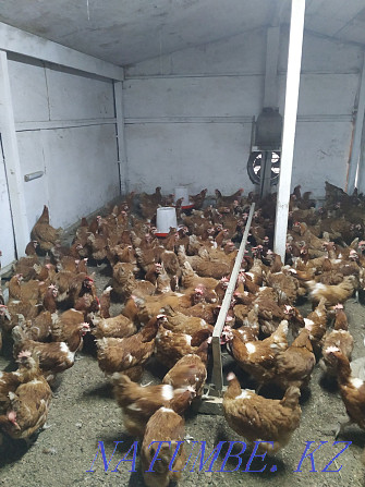 Laying hens Lohman Brown Qaskeleng - photo 1