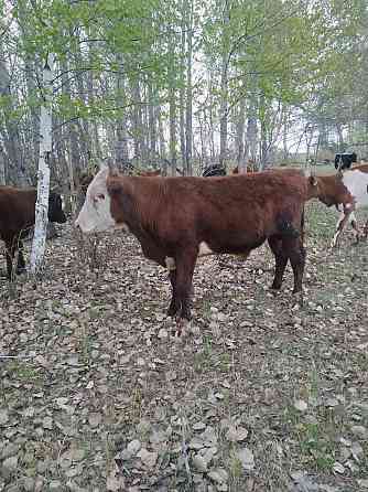 Продам две дойные коровы с телятами и двух годовалых бычков. 