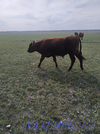 I will sell two dairy cows with calves and two one-year-old bulls.  - photo 2