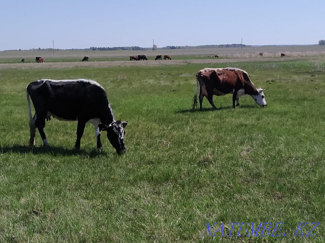 I will sell two dairy cows with calves and two one-year-old bulls.  - photo 1