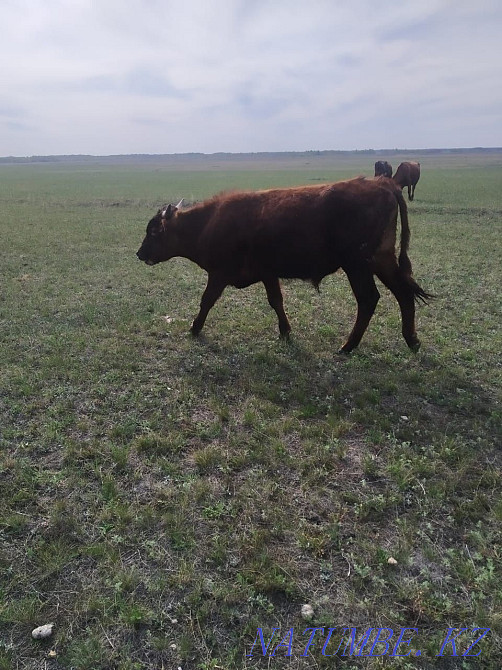 I will sell two dairy cows with calves and two one-year-old bulls.  - photo 2