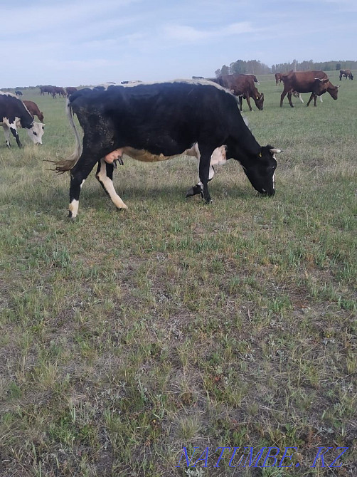 I will sell two dairy cows with calves and two one-year-old bulls.  - photo 4