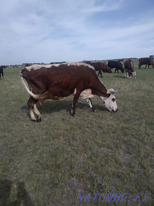 I will sell two dairy cows with calves and two one-year-old bulls.  - photo 3
