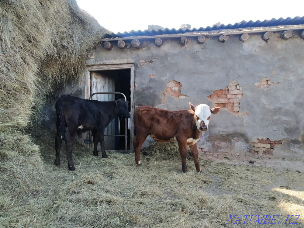 I will sell two dairy cows with calves and two one-year-old bulls.  - photo 6