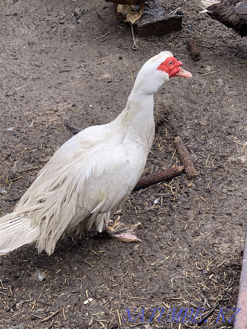 White selezel indo-kids family Almaty - photo 1