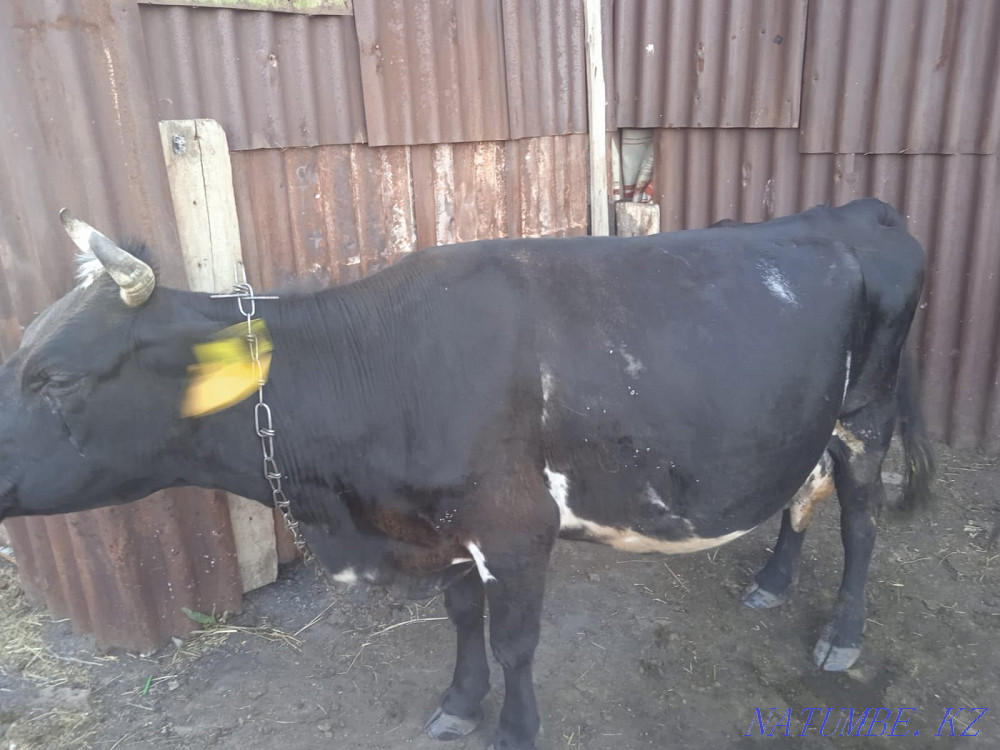 S?tti siyrlar satamyn  Макинск - изображение 1