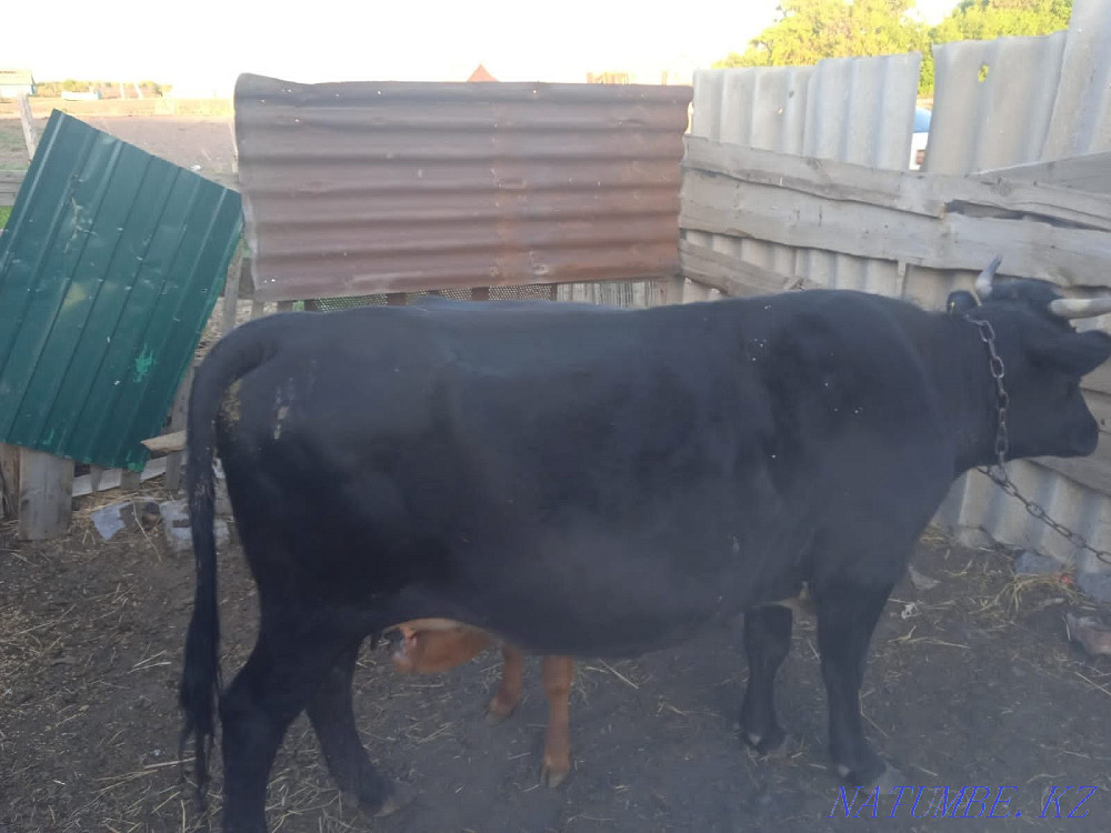 S?tti siyrlar satamyn  Макинск - изображение 2