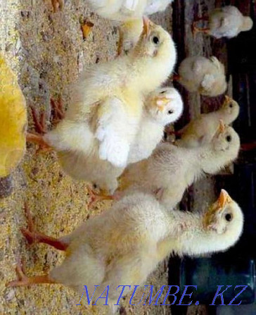 Суточные цыплята бройлернные бролерные цыплята Алматы - изображение 1