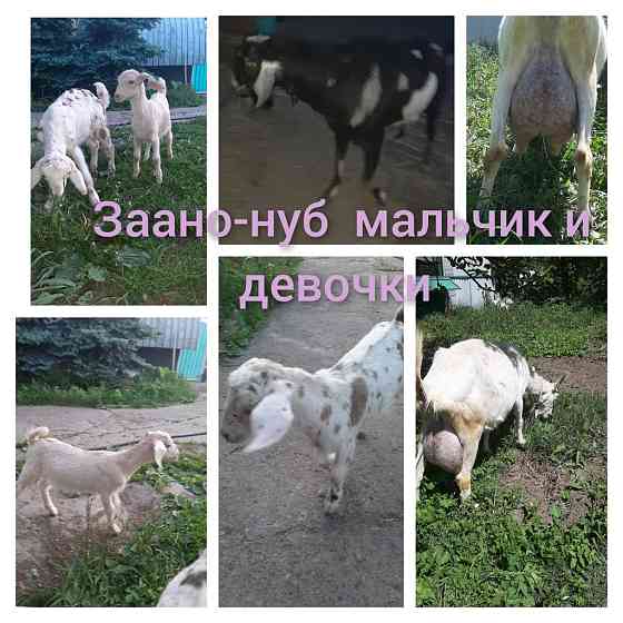 Козочки % нубийские от молочных коз Талгар
