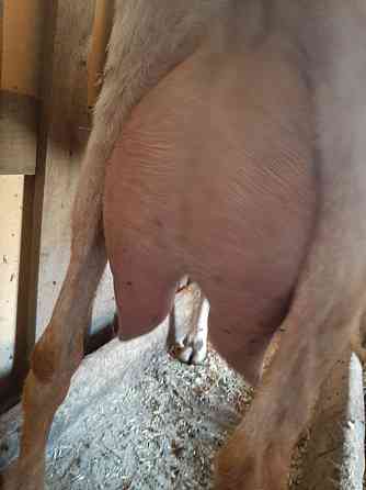 Козочки % нубийские от молочных коз Urochishche Talgarbaytuma