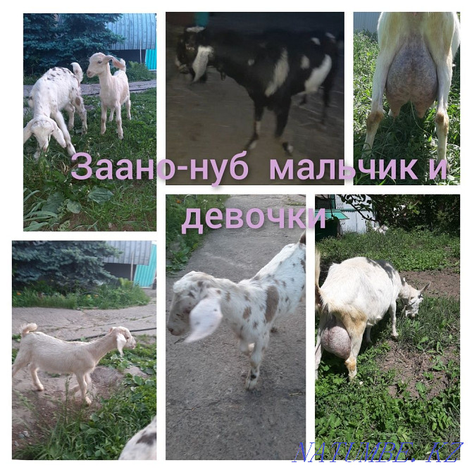 Козочки % нубийские от молочных коз Талгар - изображение 2