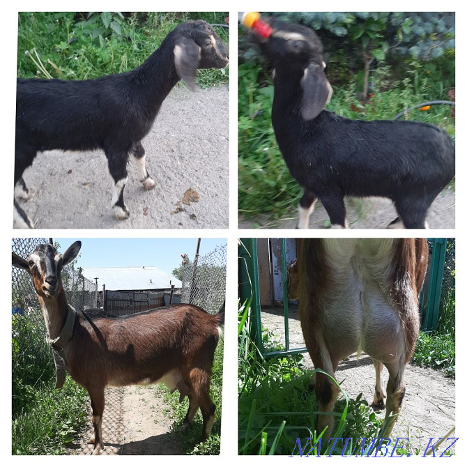 Goats % Nubian from dairy goats Urochishche Talgarbaytuma - photo 1