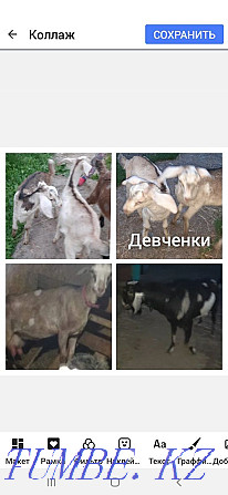 Козочки % нубийские от молочных коз Талгар - изображение 3