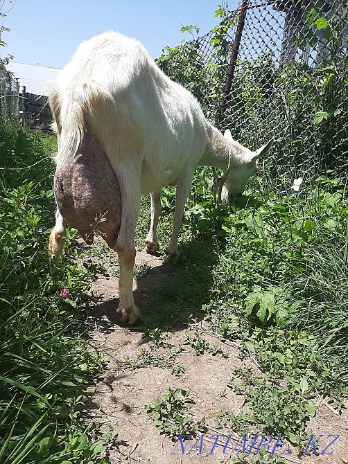 Сүтті ешкілерден % нубиялық ешкі  Талғар  - изображение 5