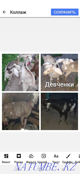 Сүтті ешкілерден % нубиялық ешкі  Талғар  - изображение 3