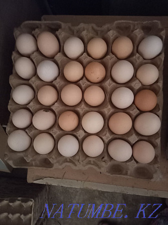 Инкубационные яйцо  - изображение 1