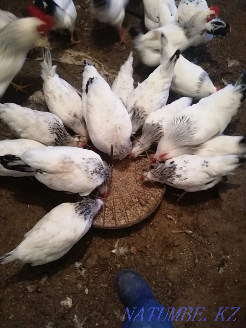 Инкубационные яйцо  - изображение 8