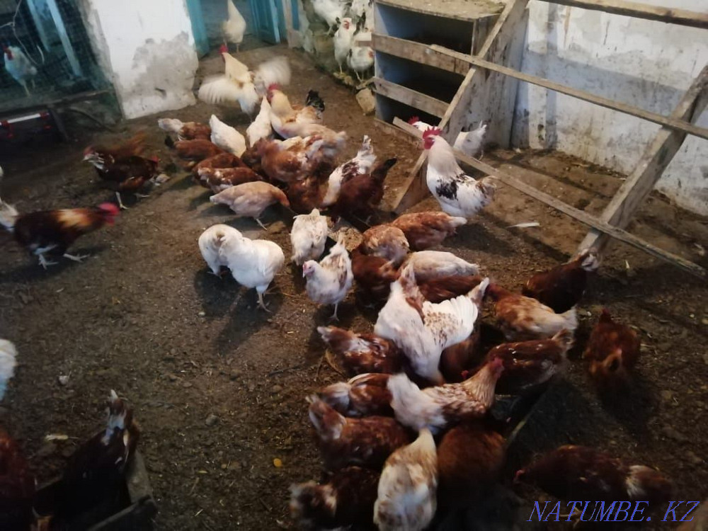 Инкубационные яйцо  - изображение 6