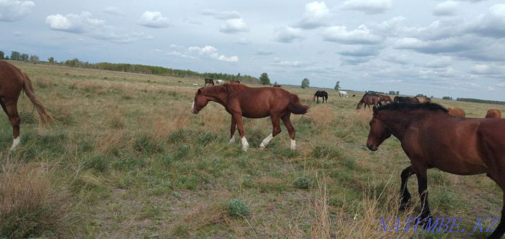 I will sell 2 mares. 4 years. In a herd. From the city 50 km. 2 bee satamyn. Kostanay - photo 2