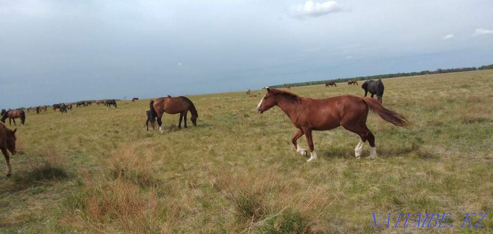 I will sell 2 mares. 4 years. In a herd. From the city 50 km. 2 bee satamyn. Kostanay - photo 4