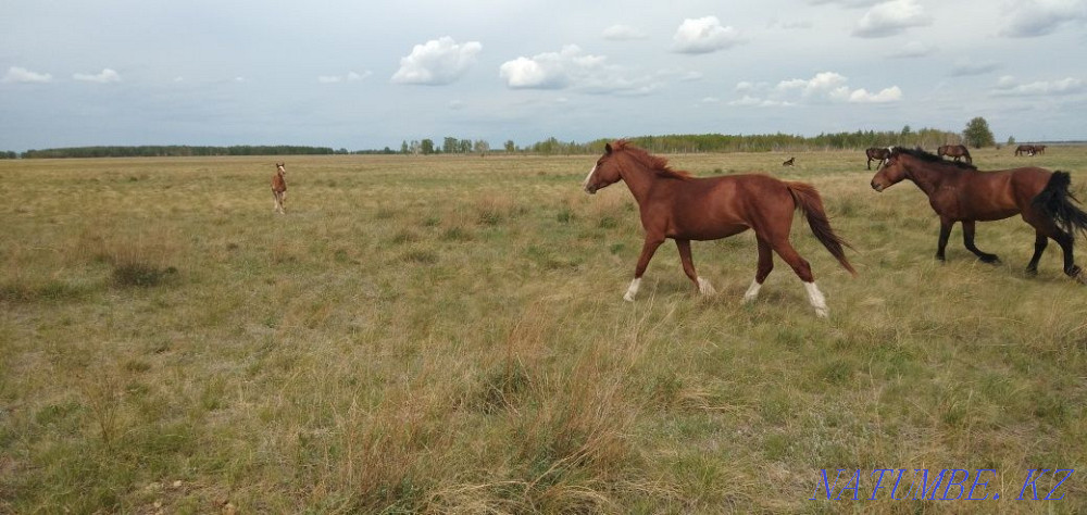 I will sell 2 mares. 4 years. In a herd. From the city 50 km. 2 bee satamyn. Kostanay - photo 3