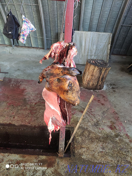 Семиз койлар бар Алматы - изображение 6