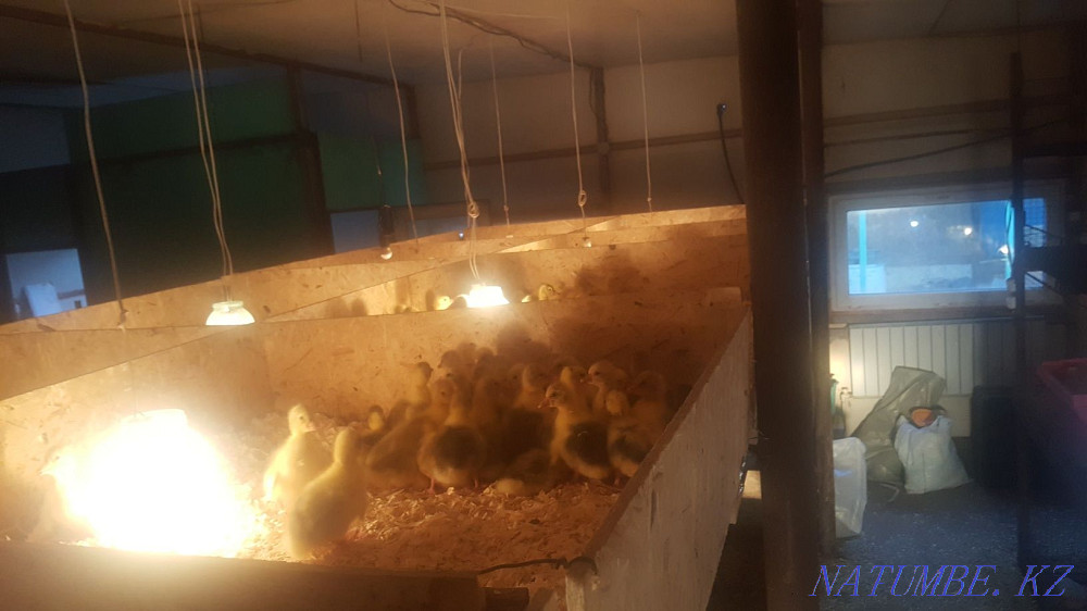 Goslings Governor Linda Gray for May Kostanay - photo 4