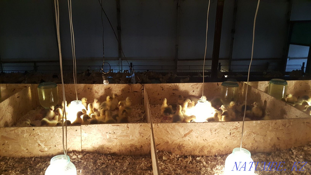 Goslings Governor Linda Gray for May Kostanay - photo 1