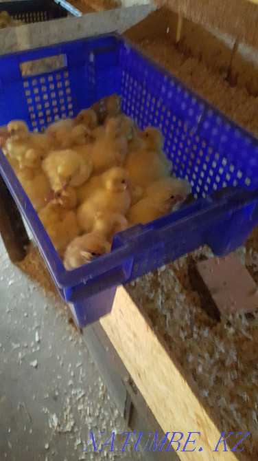 Goslings Governor Linda Gray for May Kostanay - photo 3