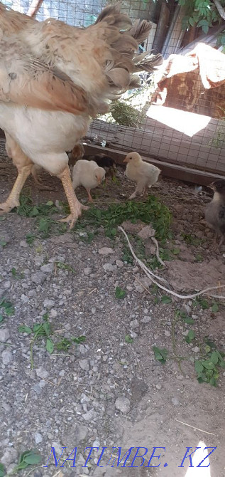 Balapandar is anasymmetric.  - photo 3