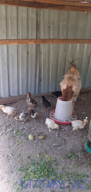 Balapandar is anasymmetric.  - photo 1