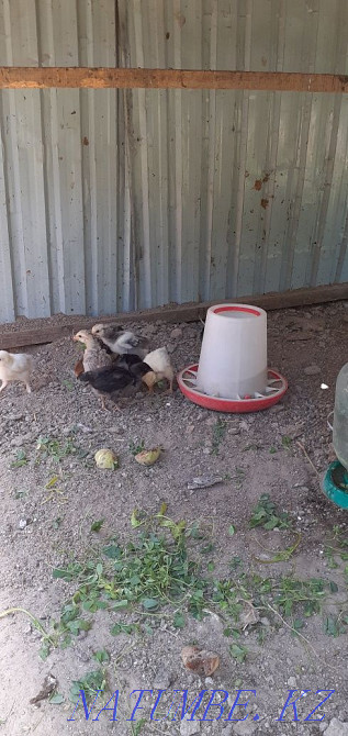 Balapandar is anasymmetric.  - photo 2