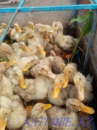 Sell ducklings 1 month old  - photo 1