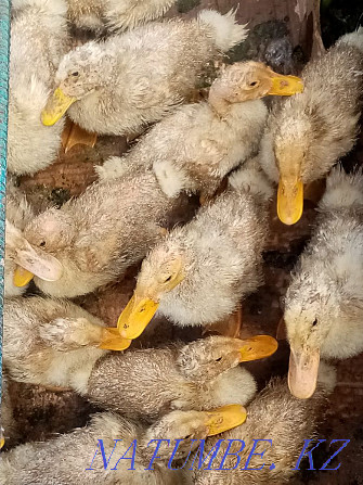 Sell ducklings 1 month old  - photo 3