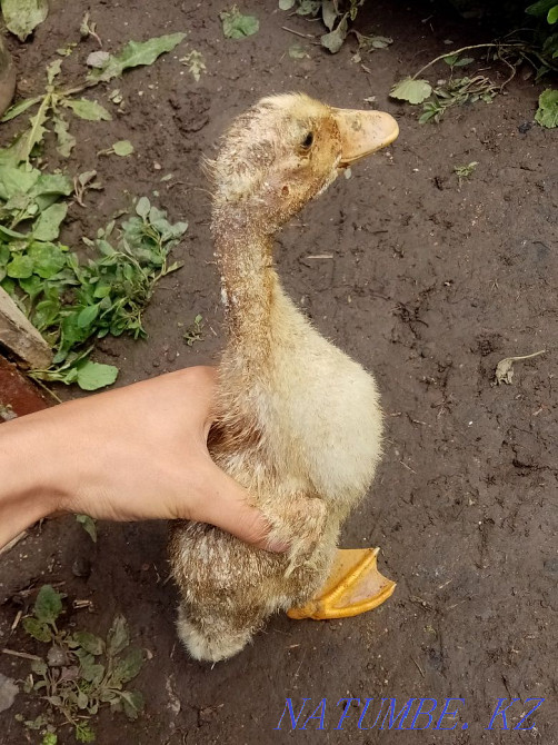 Продам утят 1 месечные  - изображение 2