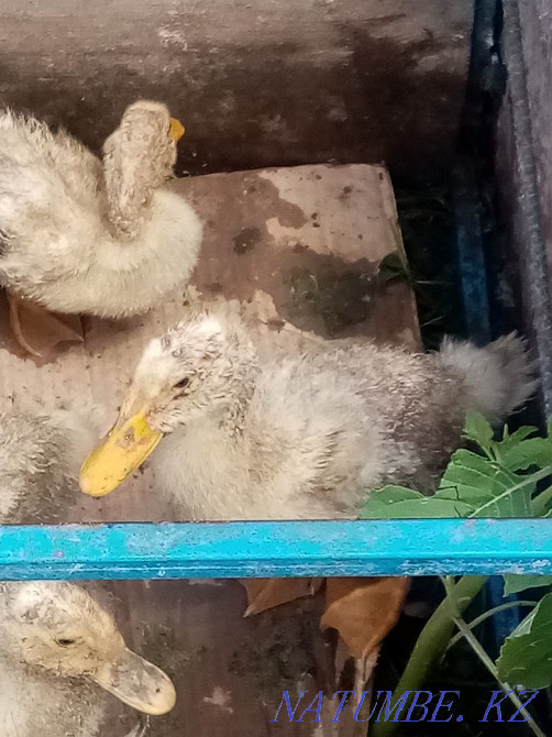 Продам утят 1 месечные  - изображение 4