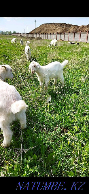 Сүтті ешкілер. Жаппай сатылады  Талғар  - изображение 2