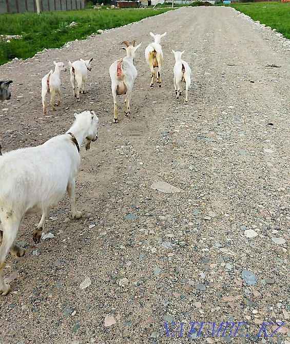 Сүтті ешкілер. Жаппай сатылады  Талғар  - изображение 1