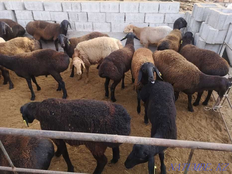 Бараны кошкарлар мрс гиссарский козы ягнята гиссар романов эдильбае Наумовка - изображение 1