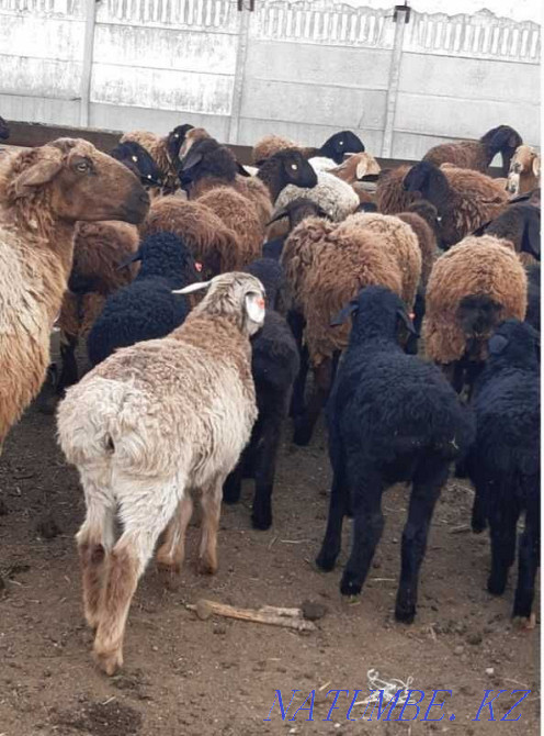 Бараны кошкарлар мрс гиссарский козы ягнята гиссар романов эдильбае Наумовка - изображение 5