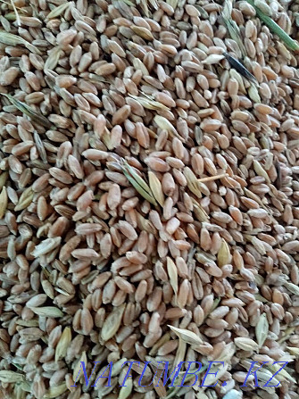 Sell fodder wheat Kostanay - photo 4