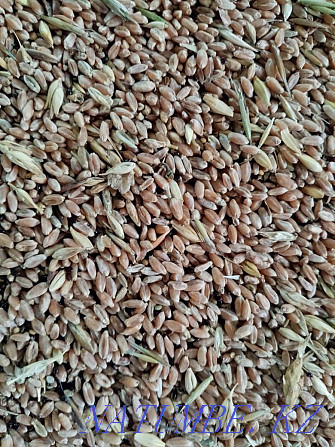 Sell fodder wheat Kostanay - photo 3