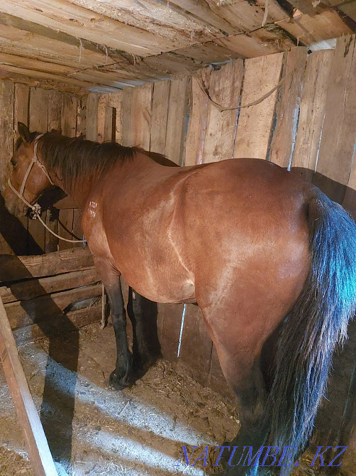 Sell fattened mares Красный яр - photo 2