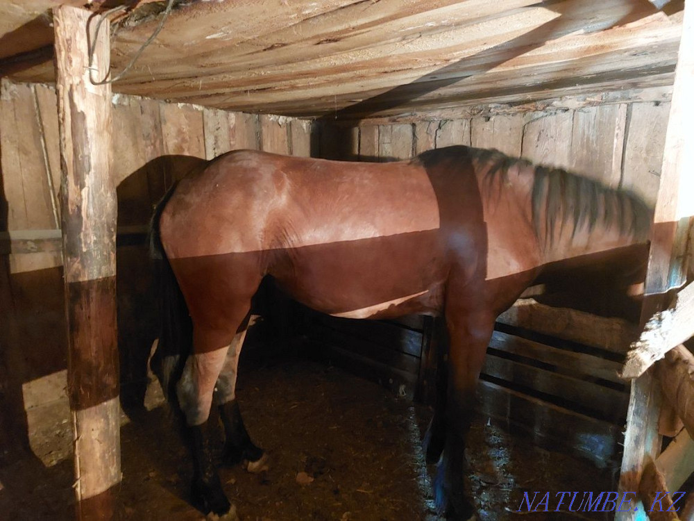 Sell fattened mares Красный яр - photo 5