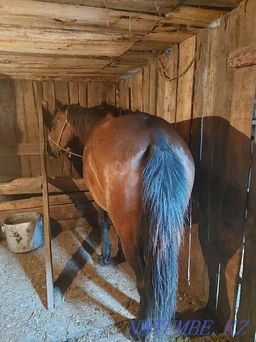 Sell fattened mares Красный яр - photo 1