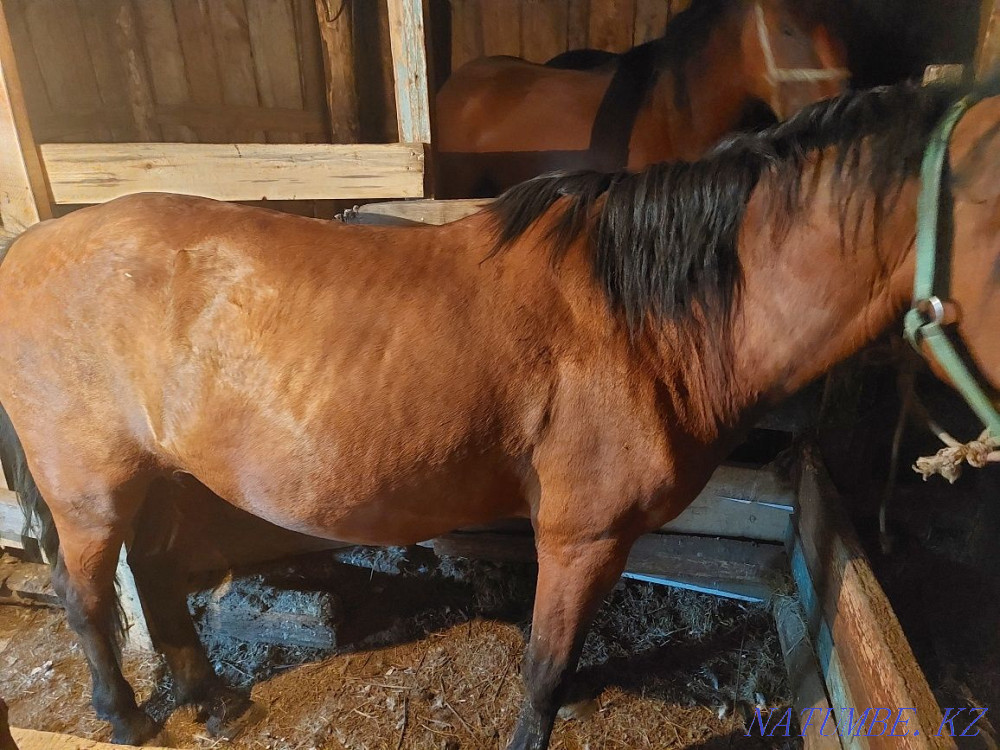 Sell fattened mares Красный яр - photo 3