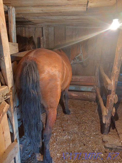 Sell fattened mares Красный яр - photo 6